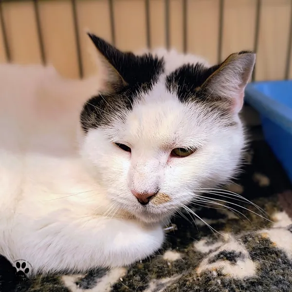 Kot do adopcji, Gdynia, 30 stycznia 2026 (4/4)