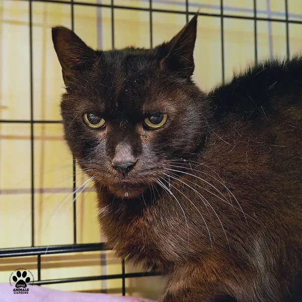 Kot do adopcji, Gdynia, 30 stycznia 2026 (3/4)