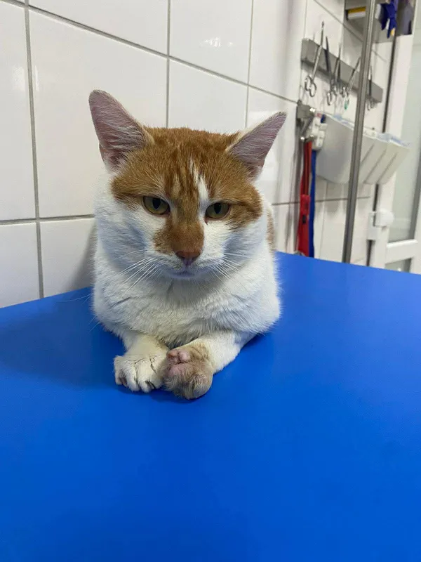 Znaleziono kota, Czartki, 30 stycznia 2026