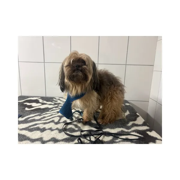 Znaleziono psa, Białystok, 29 stycznia 2026