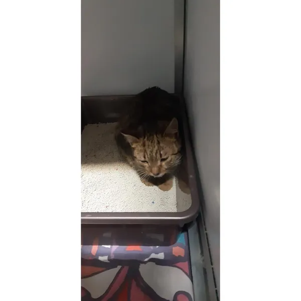 Znaleziono kota, Białystok, 11 stycznia 2026