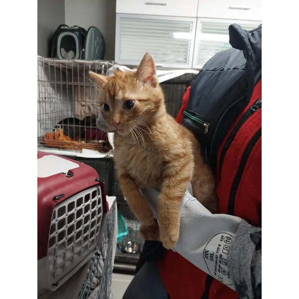 Znaleziono kota, Białystok, 12 stycznia 2026