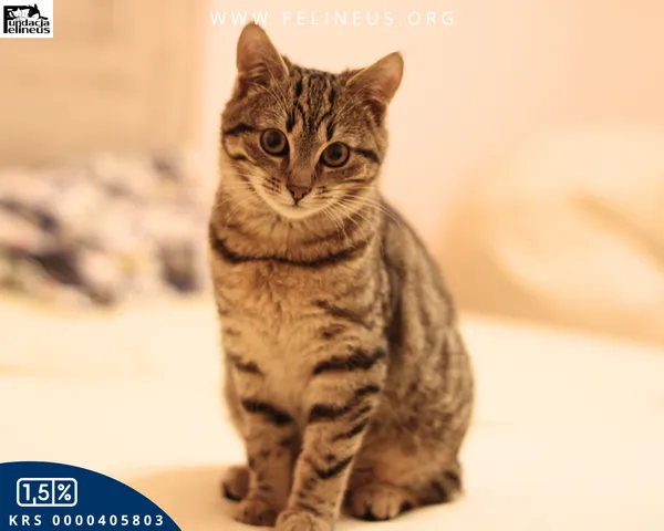 Kot do adopcji, Malawa, 30 stycznia 2026 (2/4)