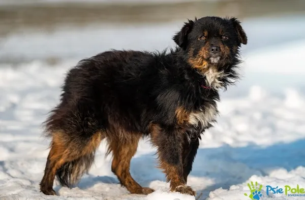 Pies do adopcji, Racławice, 27 stycznia 2026 (1/5)