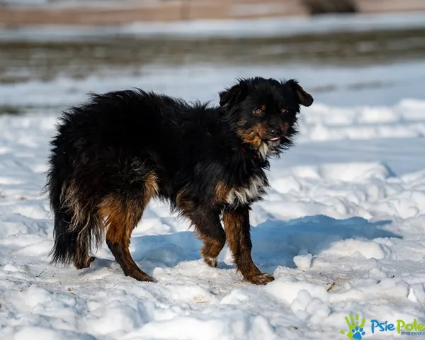 Pies do adopcji, Racławice, 27 stycznia 2026 (5/5)