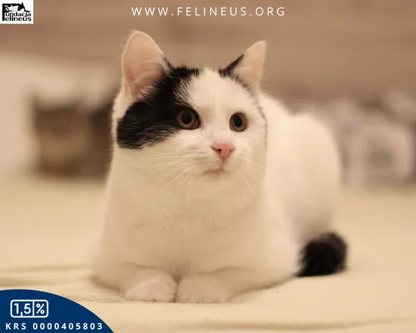 Kot do adopcji, Malawa, 30 stycznia 2026 (4/5)