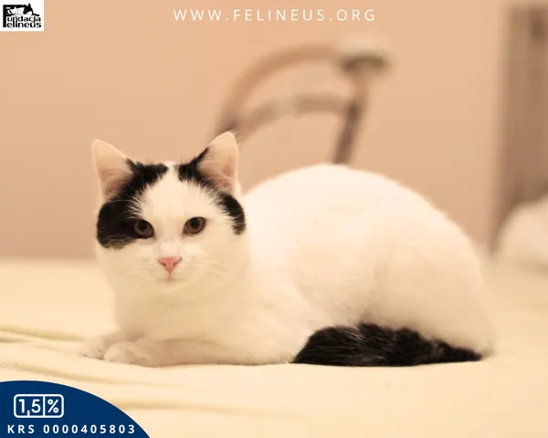 Kot do adopcji, Malawa, 30 stycznia 2026 (5/5)