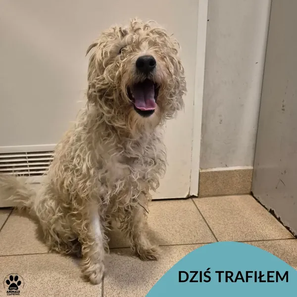 Znaleziono psa, Gdynia, 27 stycznia 2026