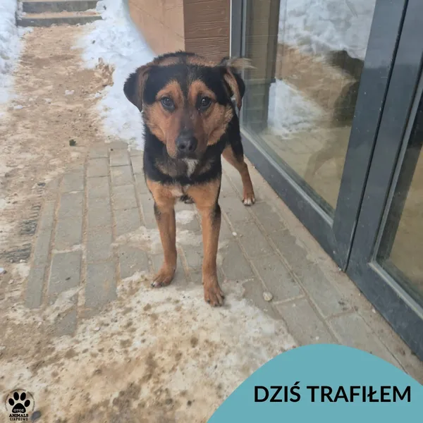 Znaleziono psa, Gdynia, 24 stycznia 2026