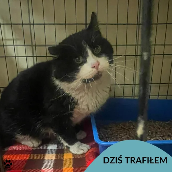 Znaleziono kota, Gdynia, 23 stycznia 2026