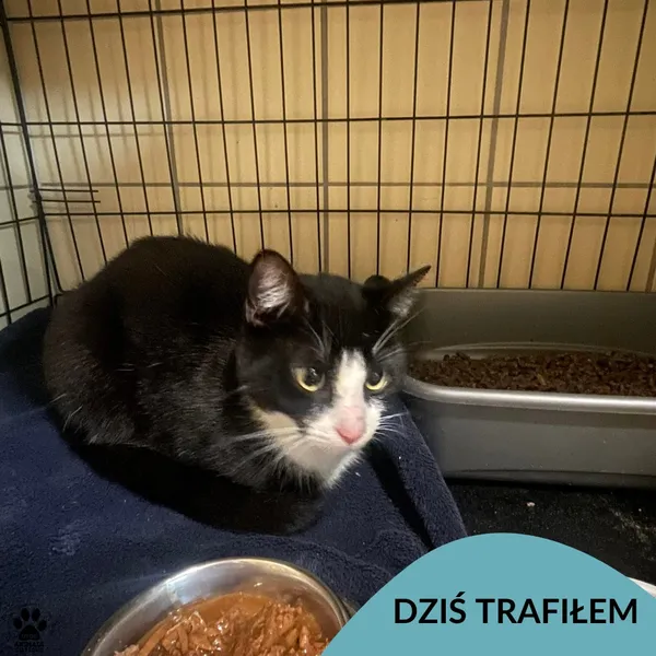 Znaleziono kota, Gdynia, 23 stycznia 2026