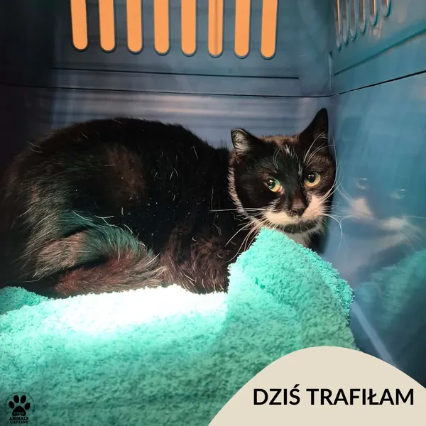 Znaleziono kota, Gdynia, 19 stycznia 2026