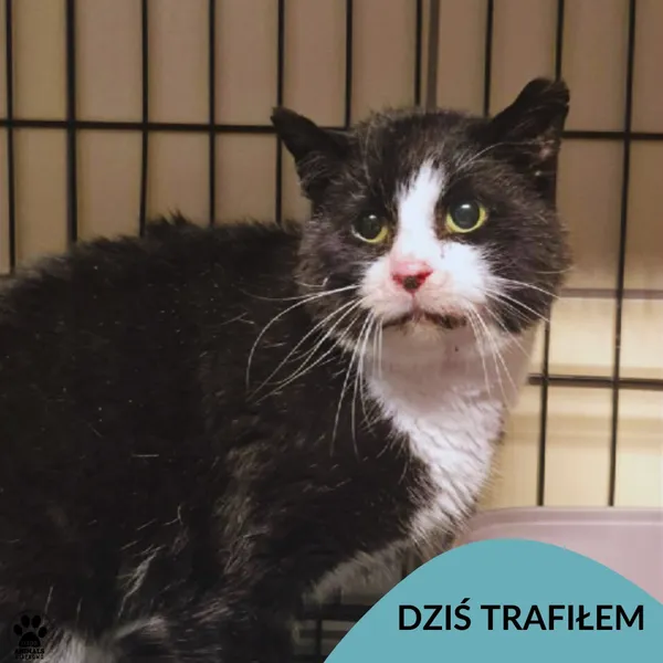 Znaleziono kota, Gdynia, 19 stycznia 2026