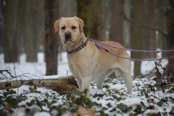 Znaleziono psa, Toruń, 23 grudnia 2025