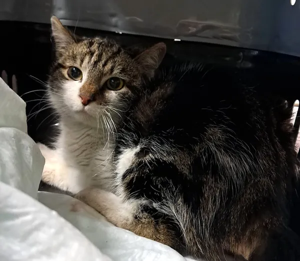 Znaleziono kota, Olsztyn, 27 stycznia 2026