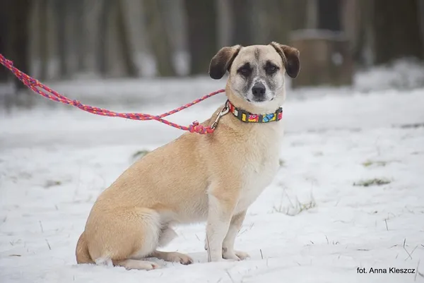 Znaleziono psa, Toruń, 29 grudnia 2025