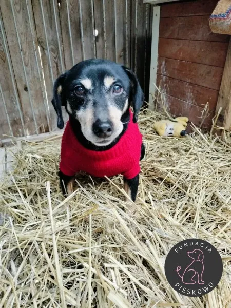 Pies do adopcji, Wolsztyn, 30 stycznia 2026