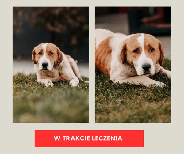 Pies do adopcji, Czartki, 30 stycznia 2026