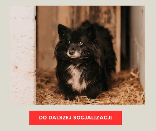 Pies do adopcji, Czartki, 30 stycznia 2026