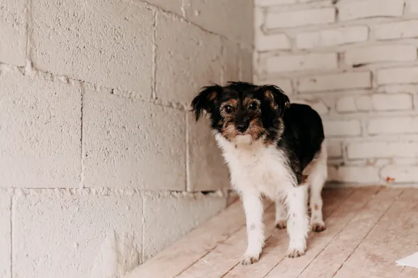 Pies do adopcji, Czartki, 30 stycznia 2026 (1/2)