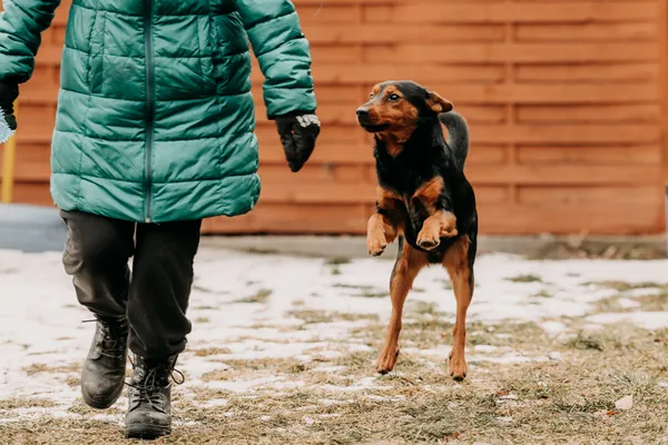 Pies do adopcji, Czartki, 30 stycznia 2026 (4/5)