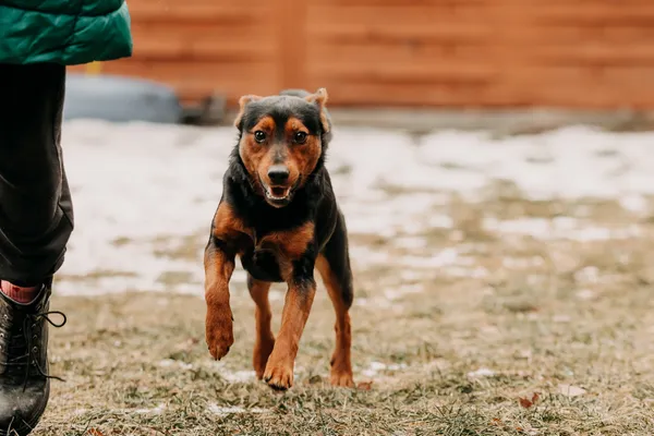 Pies do adopcji, Czartki, 30 stycznia 2026 (5/5)