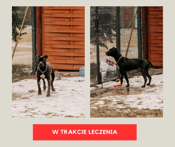Pies do adopcji, Czartki, 30 stycznia 2026