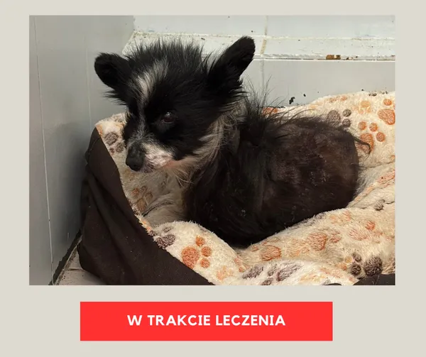 Pies do adopcji, Czartki, 30 stycznia 2026