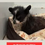 Pies do adopcji