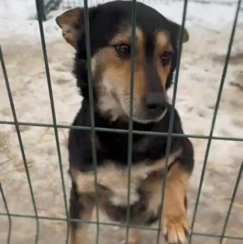 Pies do adopcji, Głowno, 30 stycznia 2026 (1/3)