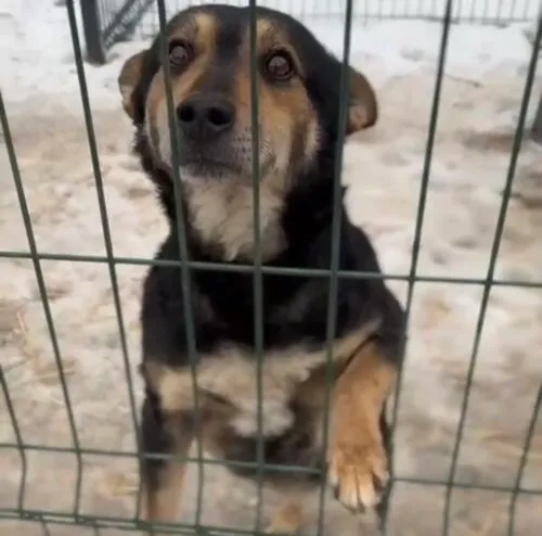 Pies do adopcji, Głowno, 30 stycznia 2026 (2/3)