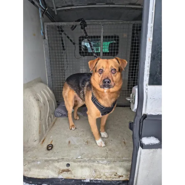 Znaleziono psa, Białystok, 14 stycznia 2026