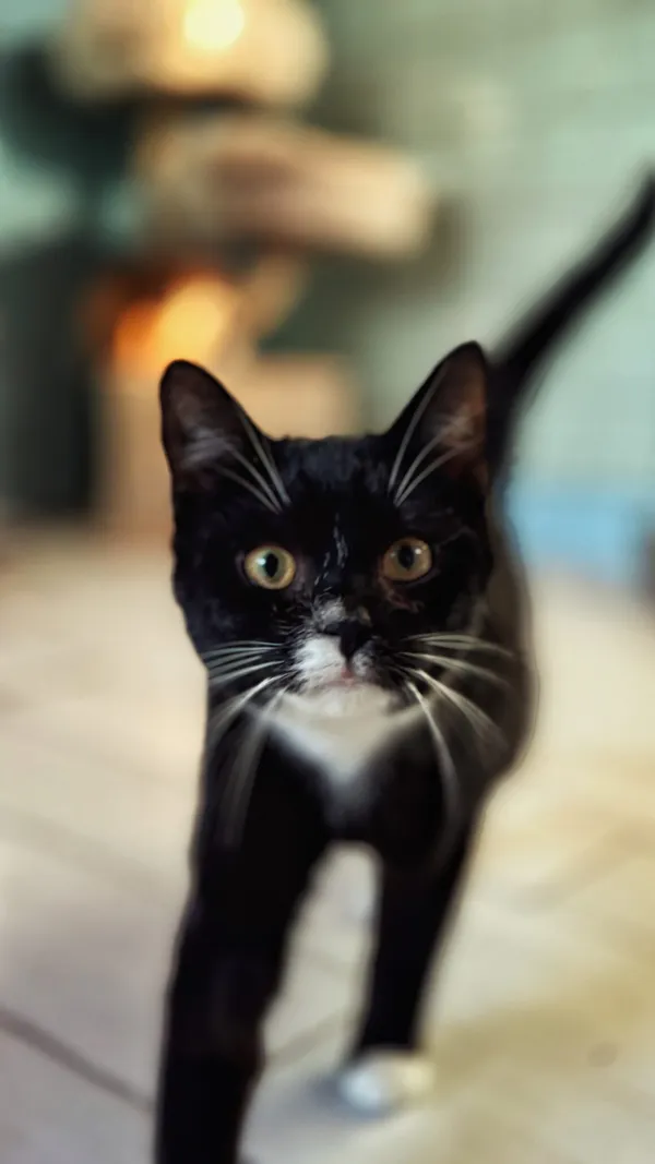 Kot do adopcji, Dłużyna Górna, 30 stycznia 2026 (1/5)