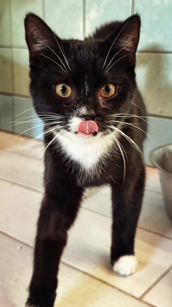 Kot do adopcji, Dłużyna Górna, 30 stycznia 2026 (5/5)