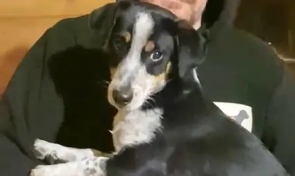 Pies do adopcji, Głowno, 30 stycznia 2026 (1/3)