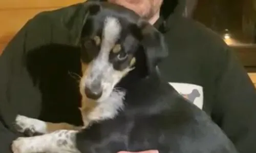 Pies do adopcji, Głowno, 30 stycznia 2026 (3/3)