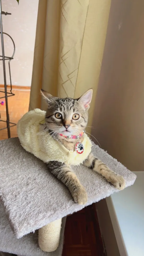 Zaginął kot, Łódź, 31 stycznia 2026