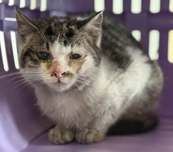 Znaleziono kota, Lublin, 30 stycznia 2026