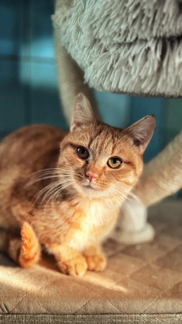 Kot do adopcji, Dłużyna Górna, 31 stycznia 2026 (1/4)