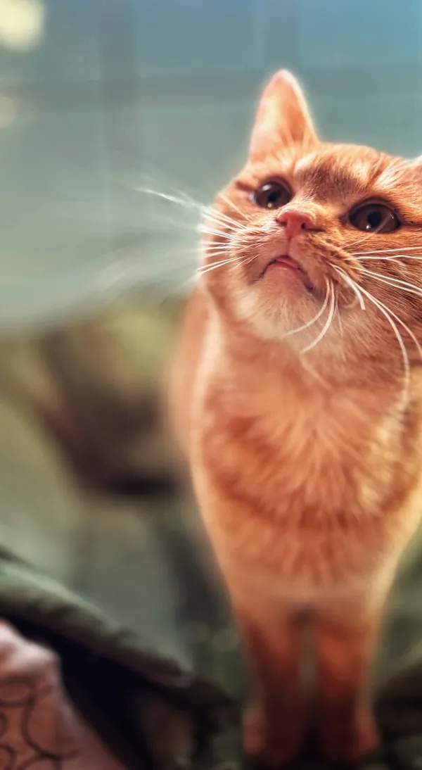 Kot do adopcji, Dłużyna Górna, 31 stycznia 2026 (3/4)