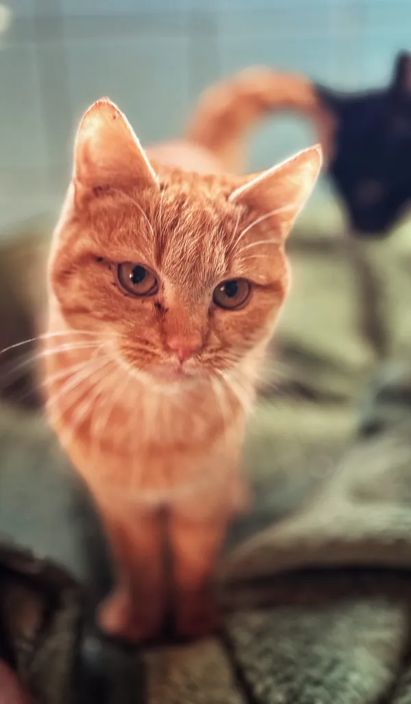 Kot do adopcji, Dłużyna Górna, 31 stycznia 2026 (4/4)