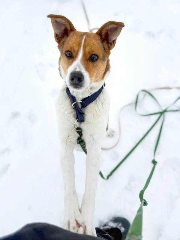 Pies do adopcji, Korabiewice, 30 stycznia 2026 (1/3)