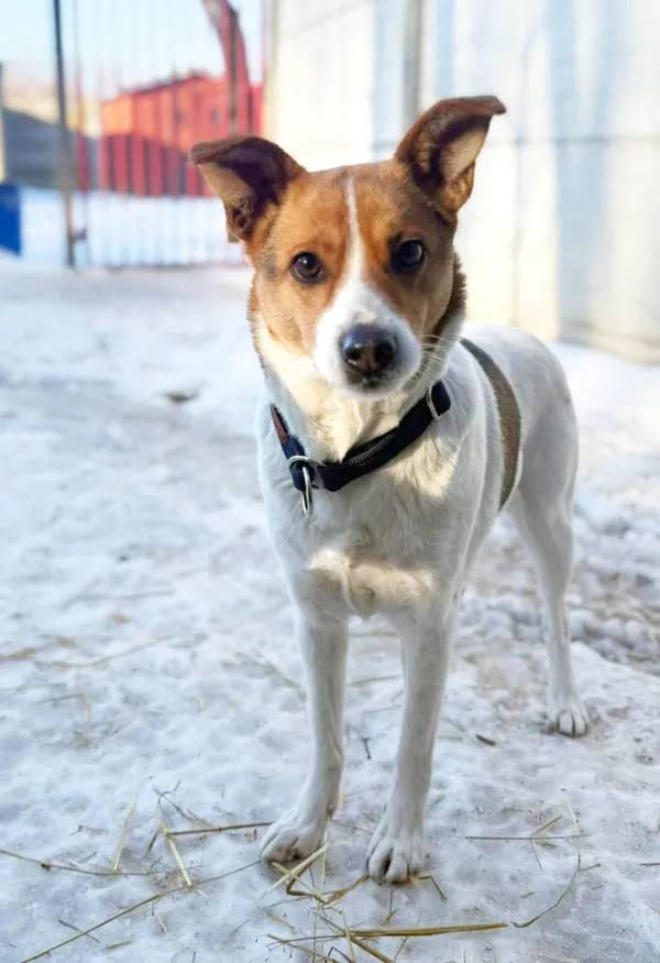 Pies do adopcji, Korabiewice, 30 stycznia 2026 (2/3)