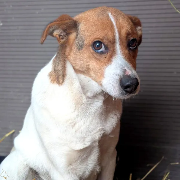 Pies do adopcji, Korabiewice, 30 stycznia 2026 (3/3)