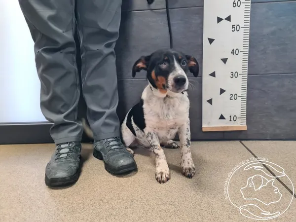 Znaleziono psa, Chełmek, 30 stycznia 2026