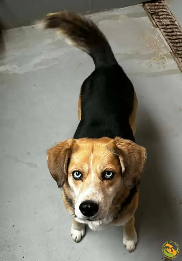 Znaleziono psa, Skałowo, 30 stycznia 2026 (3/5)