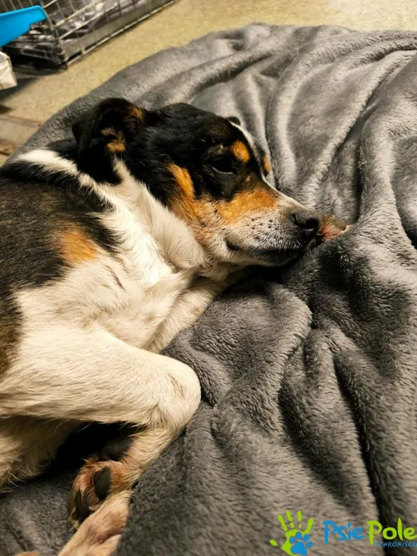 Znaleziono psa, Racławice, 28 stycznia 2026 (1/2)