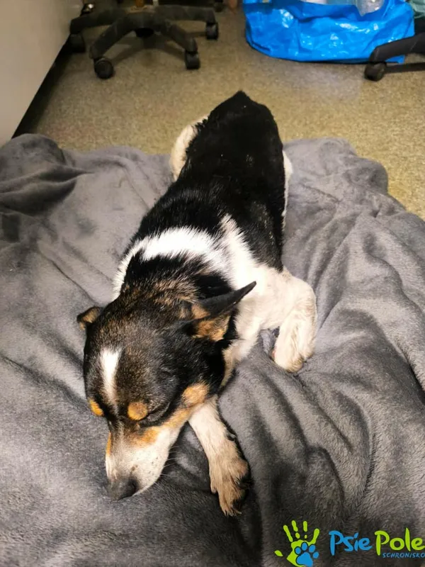 Znaleziono psa, Racławice, 28 stycznia 2026 (2/2)