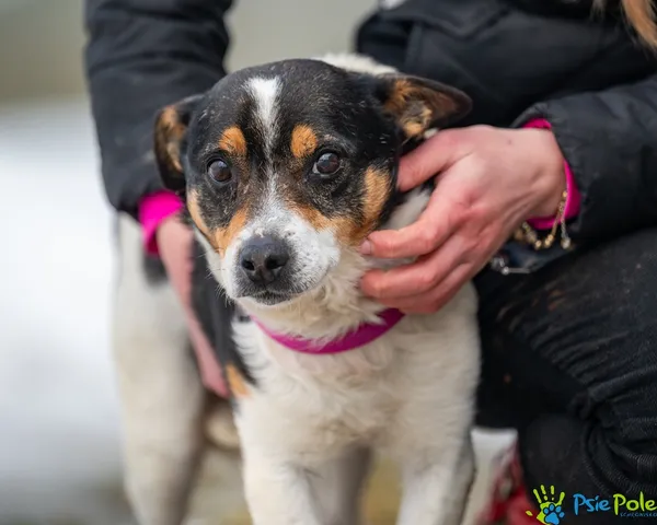 Znaleziono psa, Racławice, 28 stycznia 2026 (1/5)