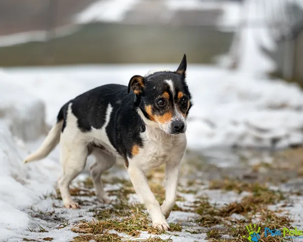 Znaleziono psa, Racławice, 28 stycznia 2026 (2/5)